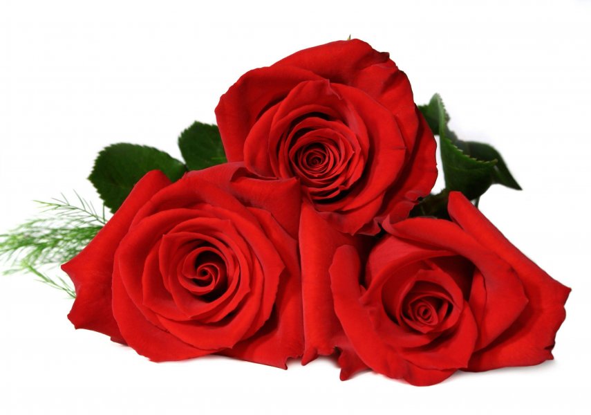 3 rose rosse confezionate (prima di completare il pagamento, consultare il negozio per la disponibilità dei fiori)