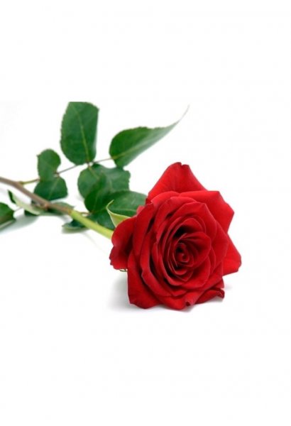 1 Rosa rossa confezionata (prima di completare il pagamento, consultare il negozio per la disponibilità dei fiori)